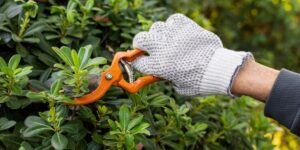 The Best Tree Pruning Practices for Sydney Homeowners