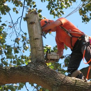 Why You Need a Consulting Arborist in Sydney for Your Next Project