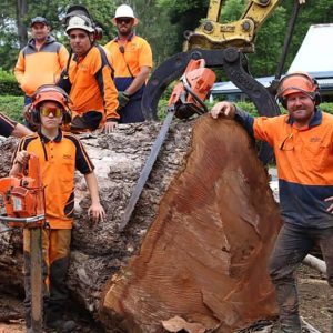 Level 5 Arborist Sydney: Expertise for Your Tree Care Needs